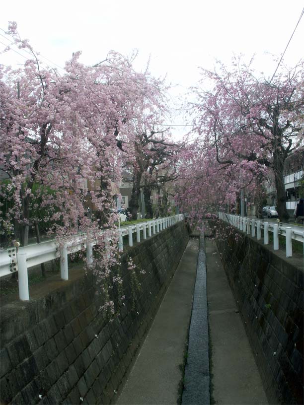 東川&砂川堀のしだれ桜+航空公園　フリマ　+α  _b0075575_23532942.jpg