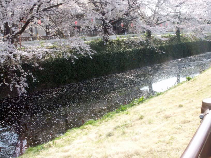 東川&砂川堀のしだれ桜+航空公園　フリマ　+α  _b0075575_2358740.jpg