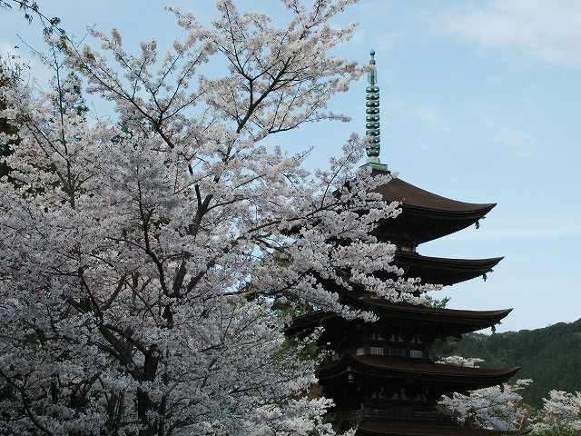 サクラ、さくら、桜_b0155776_10442627.jpg