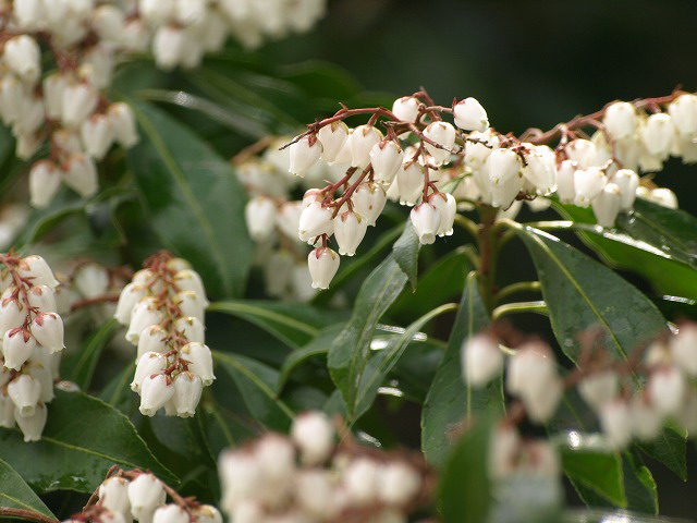 馬酔木(アセビ)の花_d0054276_18545614.jpg