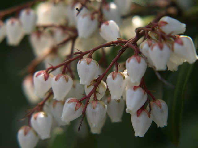 馬酔木(アセビ)の花_d0054276_18552941.jpg