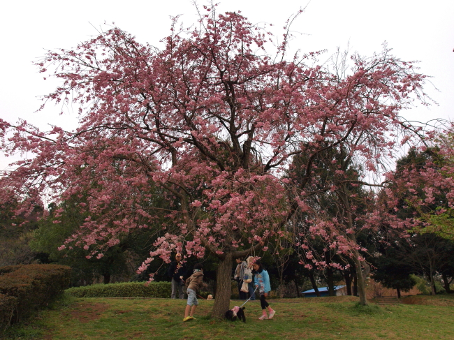 お花見のシーズンⅡ_a0085679_175266.jpg