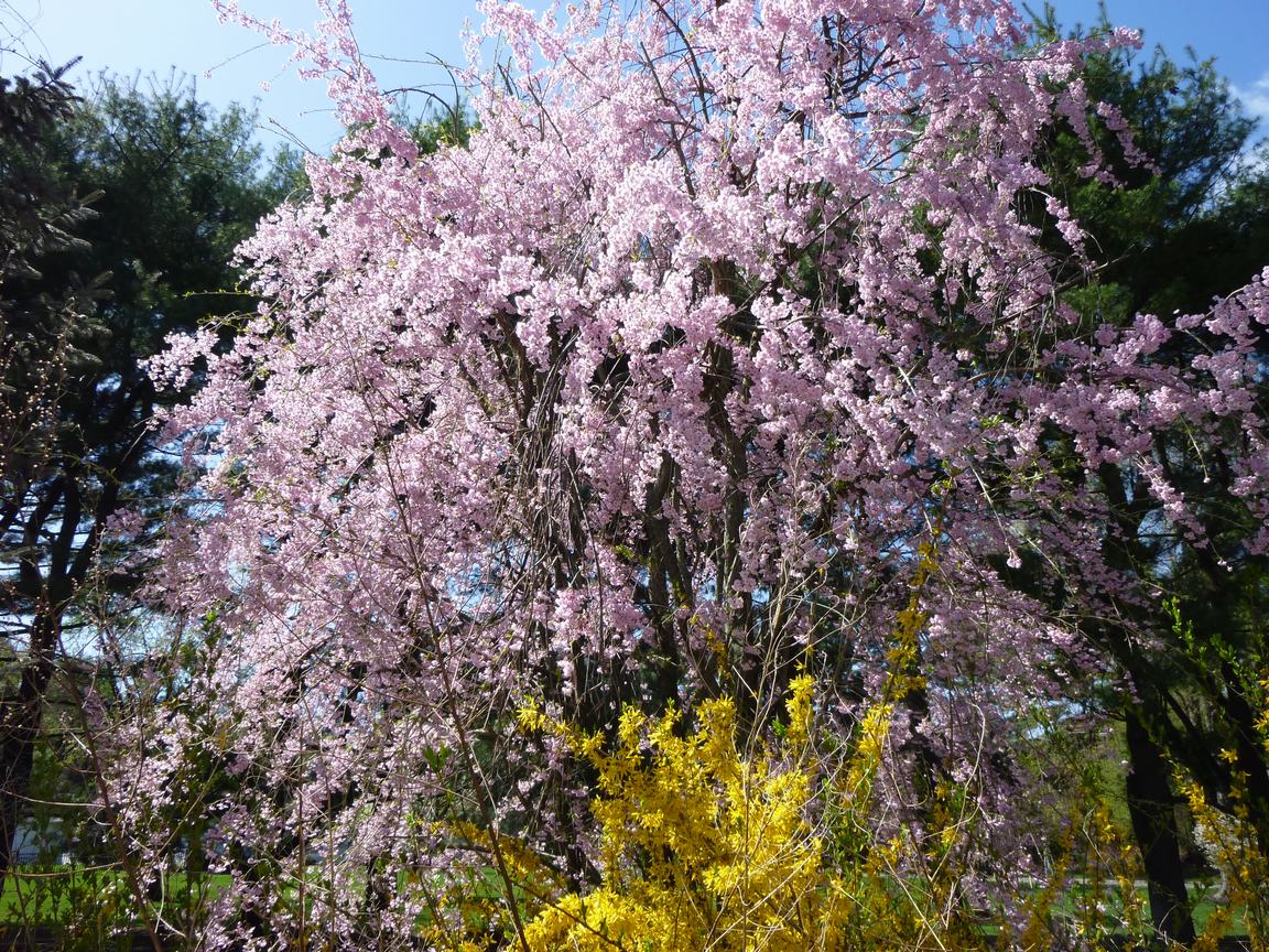 わが村中、豆梨の木に花が咲き、春爛漫、_d0100880_22163348.jpg