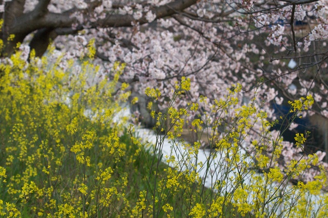 水辺の桜_c0135381_11105377.jpg