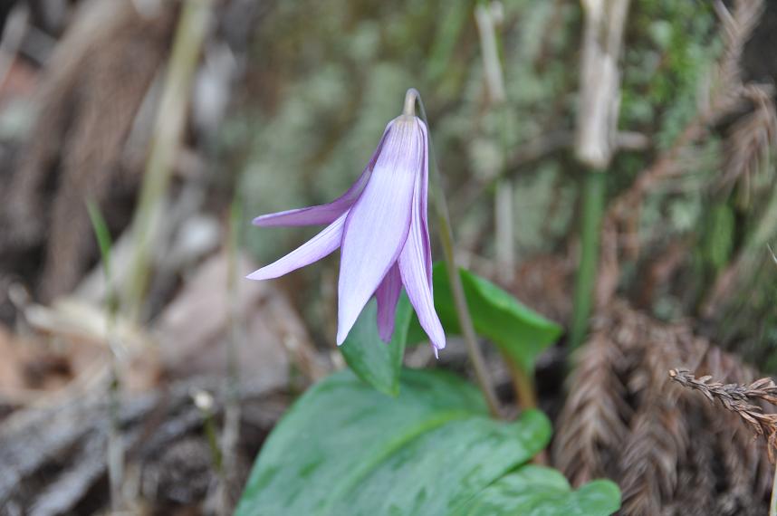 ・.∞.　カタクリの花　・.∞._f0225982_2145548.jpg