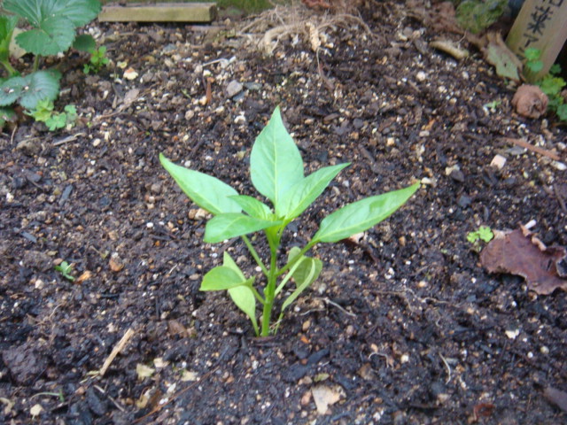 夏野菜を植えたよぉ～＾＾_b0142383_7132733.jpg