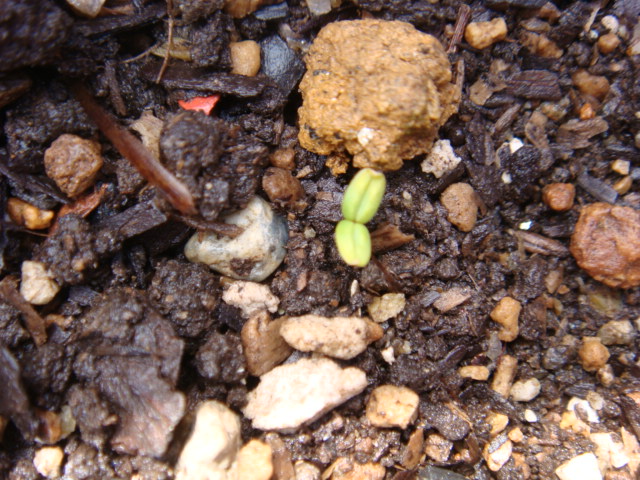 夏野菜を植えたよぉ～＾＾_b0142383_721492.jpg