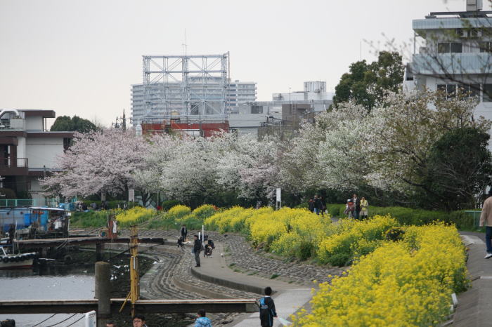 しながわ花海道_f0167683_1728055.jpg