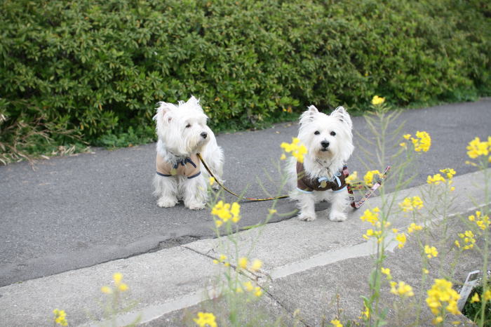 しながわ花海道_f0167683_17281080.jpg