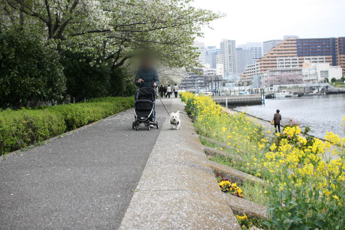 しながわ花海道_f0167683_17283142.jpg