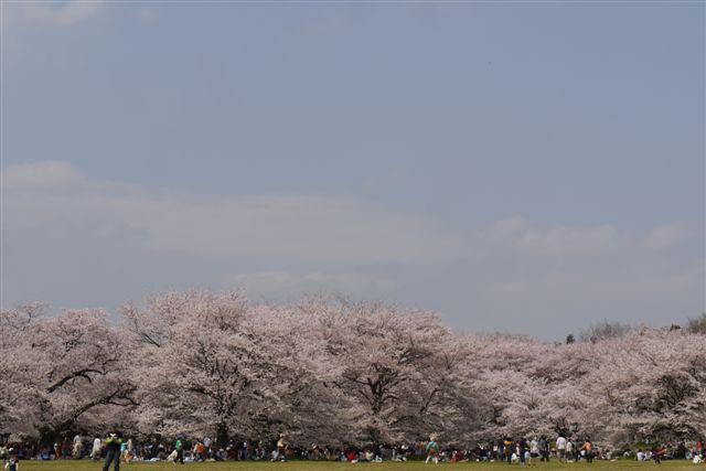 今年最後の桜かな。。。_b0175688_21341532.jpg