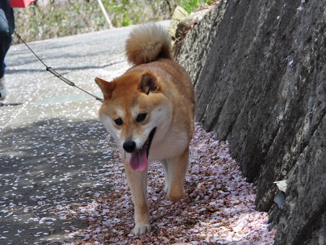 桃畑でこんにちは!_a0126590_20295355.jpg