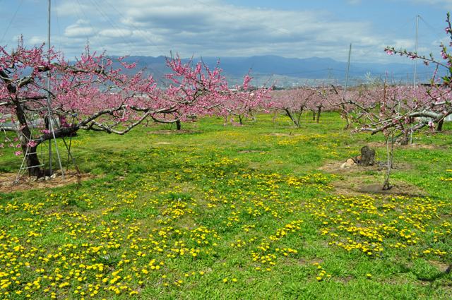 桃畑でこんにちは!_a0126590_20375088.jpg
