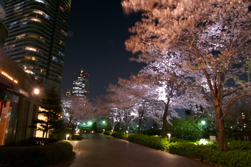 隅田川沿いの夜桜_c0082191_1136593.jpg