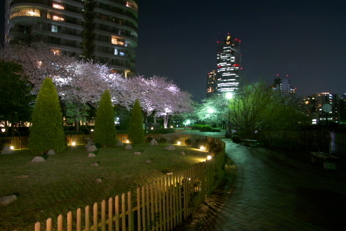 隅田川沿いの夜桜_c0082191_11433249.jpg