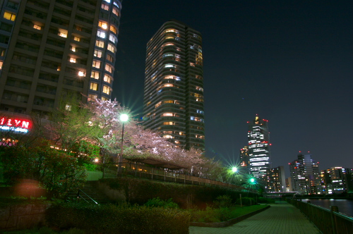 隅田川沿いの夜桜_c0082191_11444084.jpg