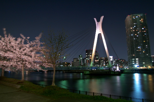 隅田川沿いの夜桜_c0082191_11464340.jpg