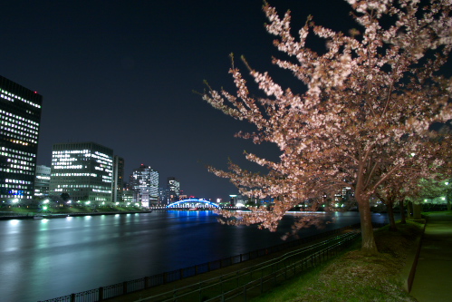 隅田川沿いの夜桜_c0082191_11493825.jpg