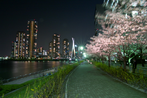 隅田川沿いの夜桜_c0082191_11503890.jpg