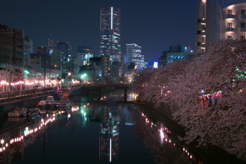 2010夜桜まとめ～ランドマークタワーと桜_c0082191_22284976.jpg