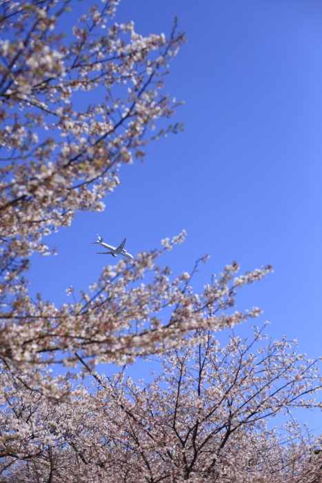 西公園の散り桜（2010.04.03）-2_d0147393_1071684.jpg