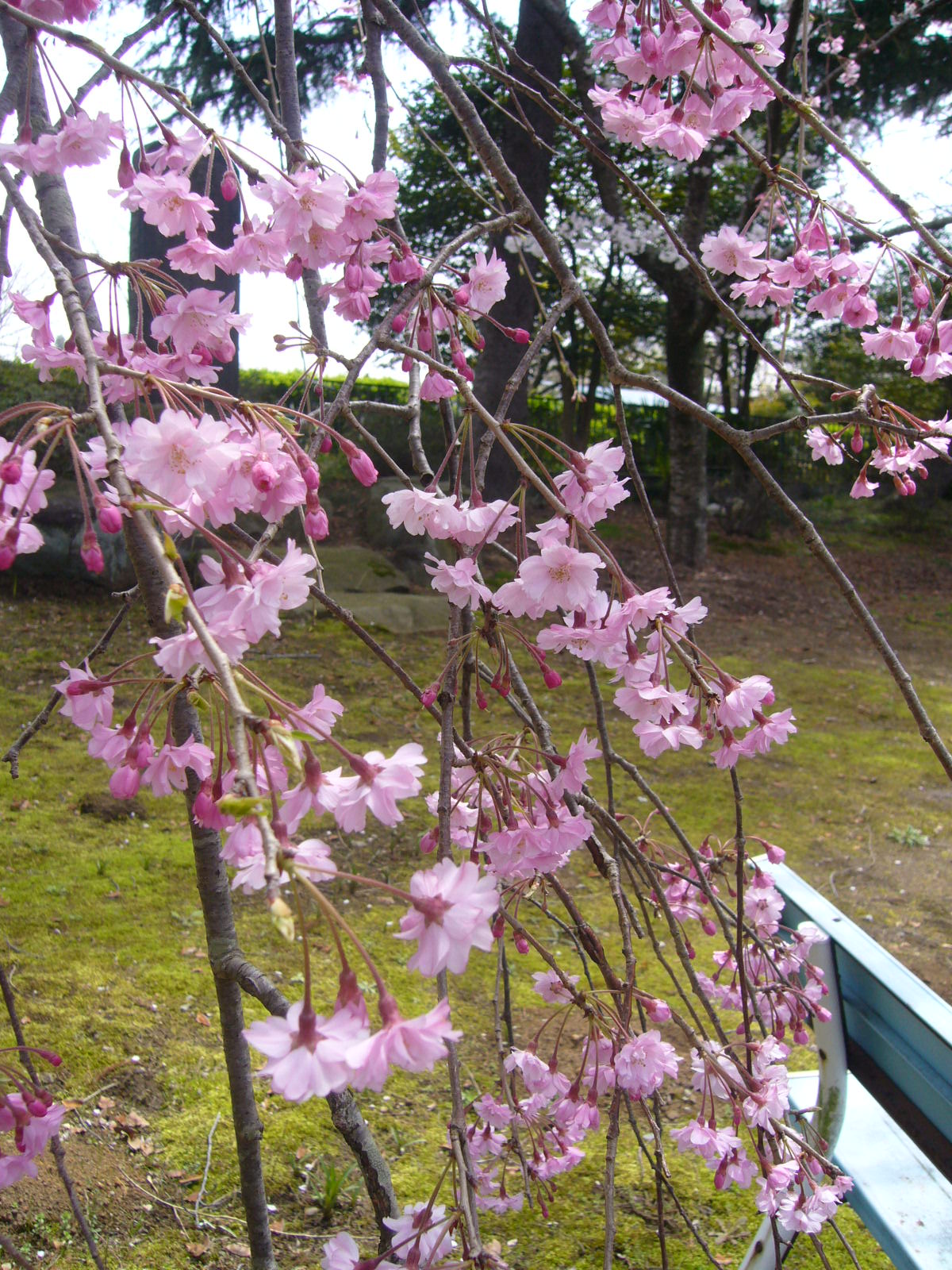 花見②♪_d0091994_00831.jpg