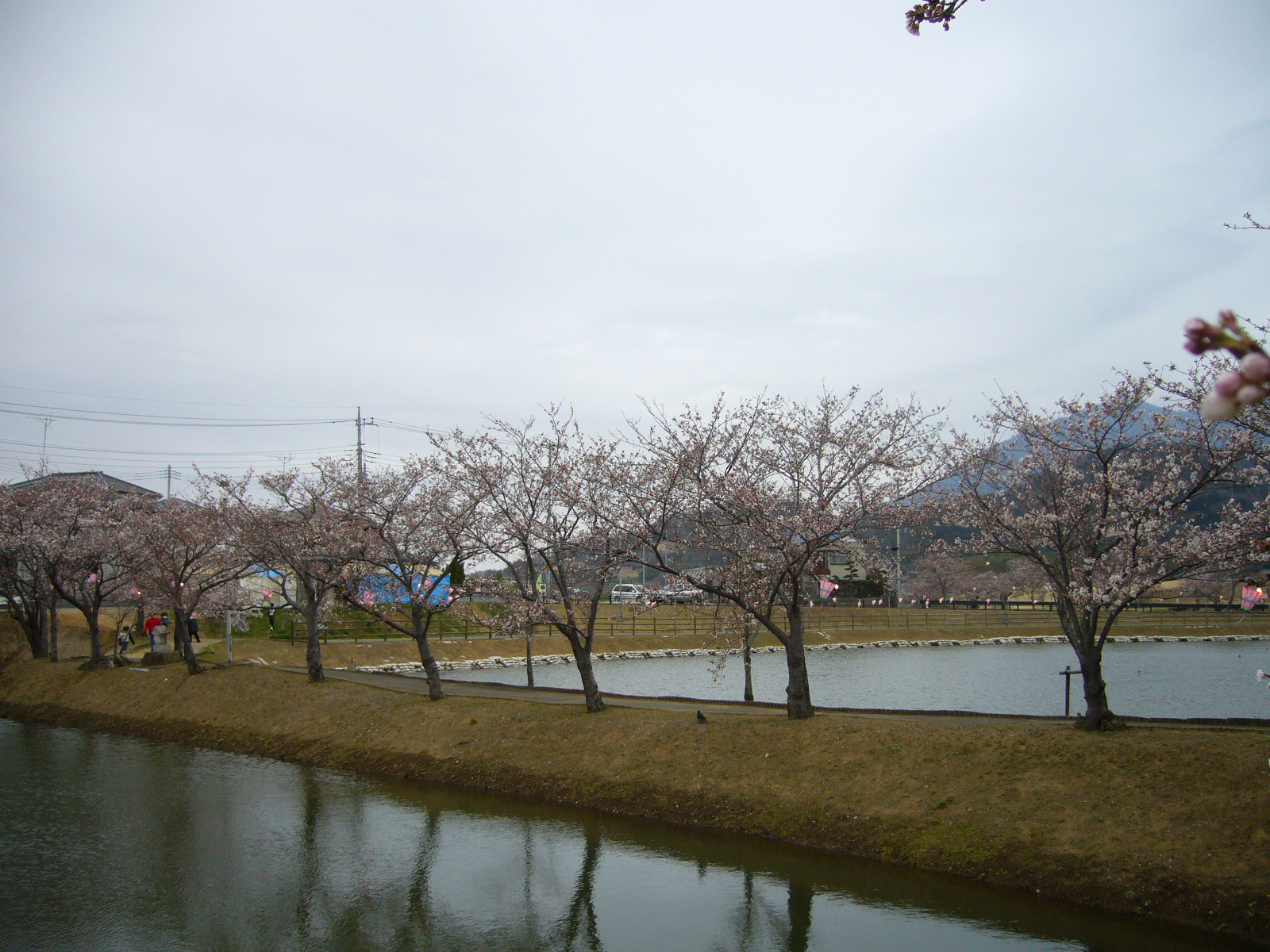 花見②♪_d0091994_23253280.jpg