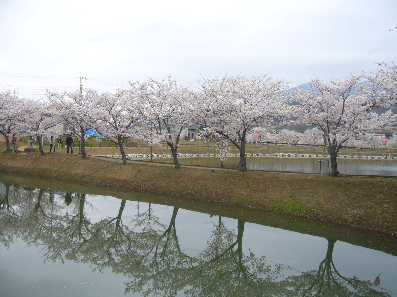 花見②♪_d0091994_2326590.jpg