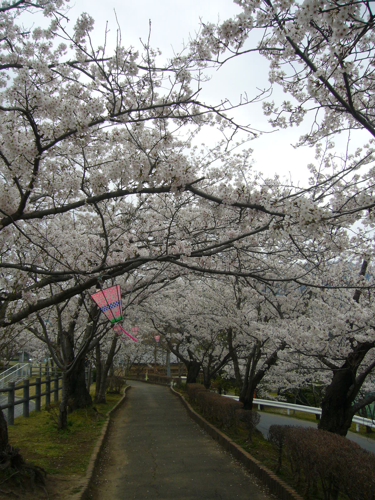花見②♪_d0091994_23274658.jpg