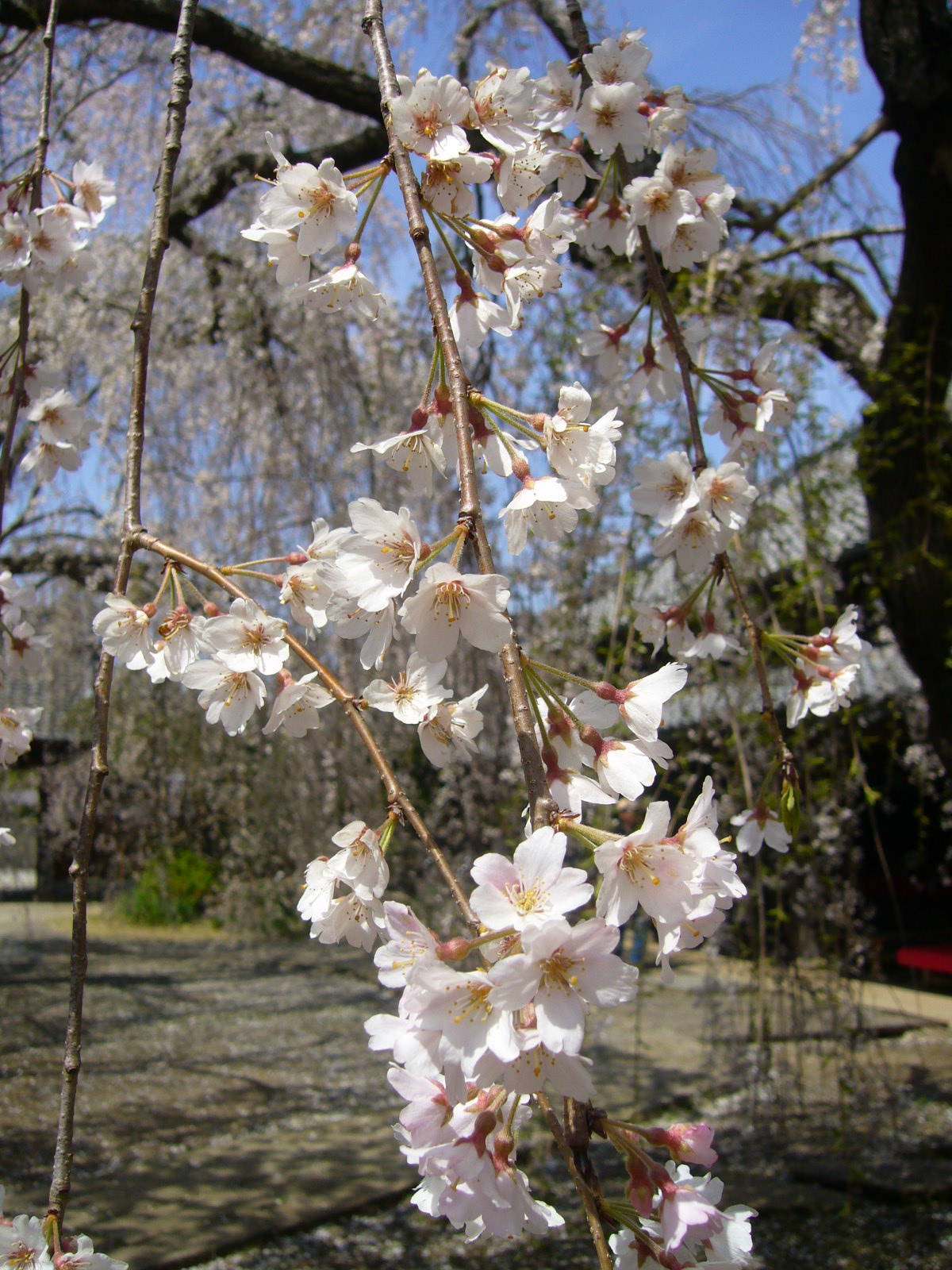 花見②♪_d0091994_2337288.jpg