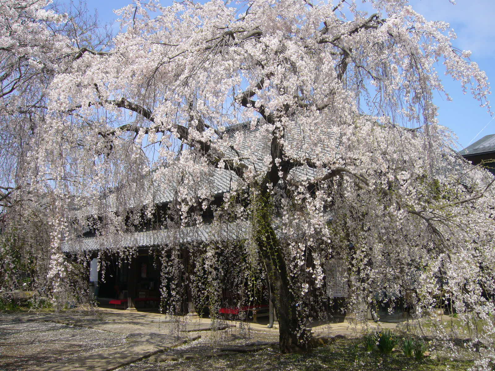 花見②♪_d0091994_23434567.jpg