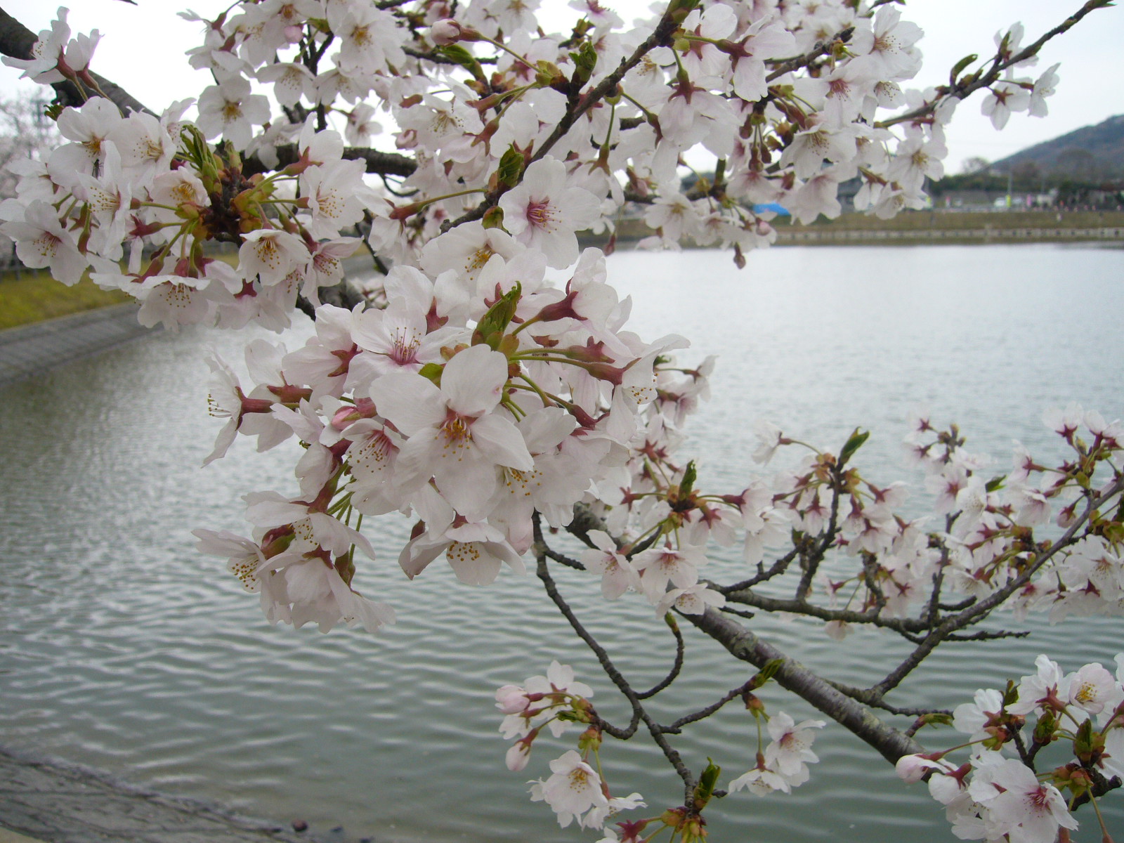 花見②♪_d0091994_23481049.jpg