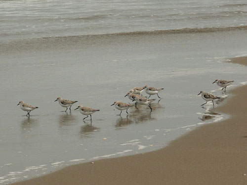 波に遊ぶ鳥_f0205097_2336241.jpg