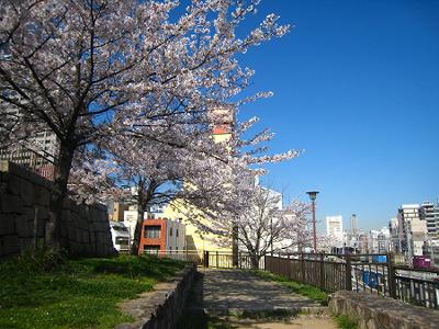 花隈城跡の桜_b0051598_2318104.jpg