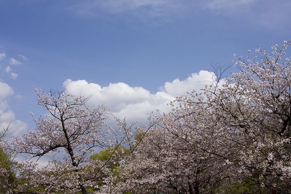 e0193503_1155271.jpg