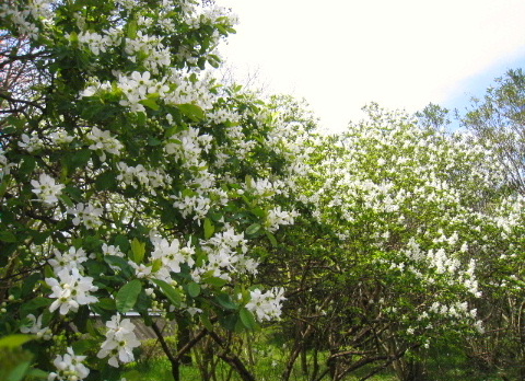 お花見　その３　＠京都府植物園_c0189904_13281894.jpg