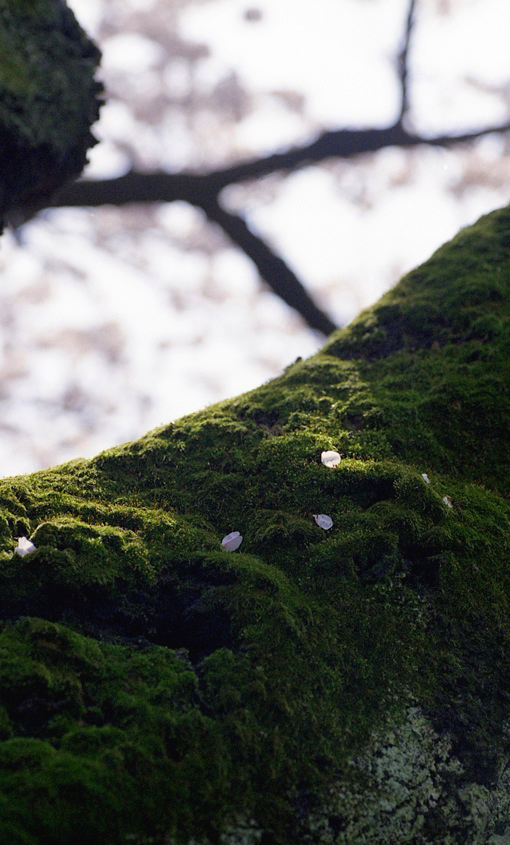 桜　2010　6_d0119505_23221478.jpg