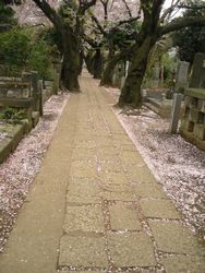 桜参道_f0218407_17251054.jpg