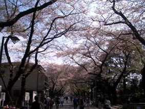 今年最後の桜_d0104510_317381.jpg