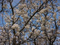 Sakura x Madeleine_c0097611_2147161.jpg