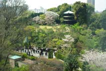 椿山荘お花見ビュッフェ_a0166313_21491135.jpg