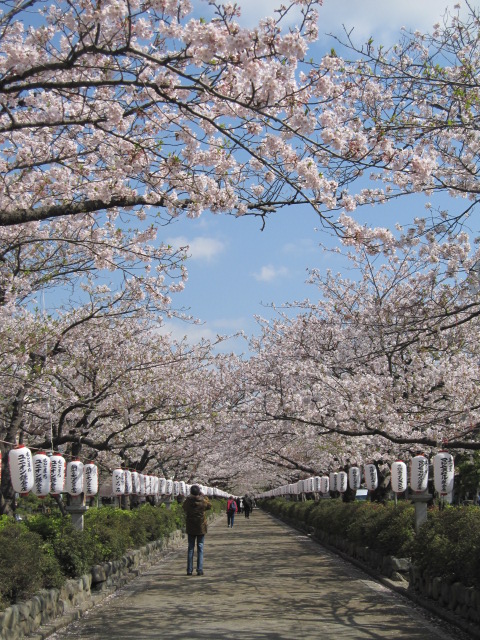 桜。さくら。サクラ。_b0164113_1171299.jpg