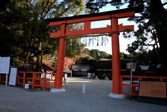 しだれ桜満開　上賀茂神社_e0048413_23235870.jpg