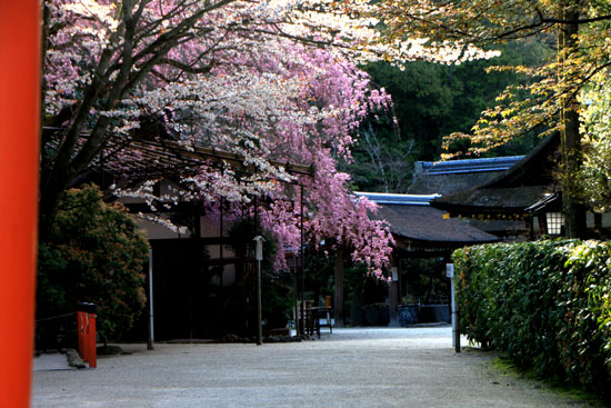 しだれ桜満開 上賀茂神社_e0048413_23241574.jpg