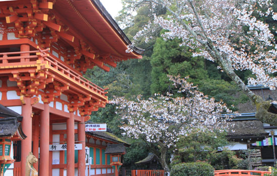しだれ桜満開 上賀茂神社_e0048413_23243262.jpg