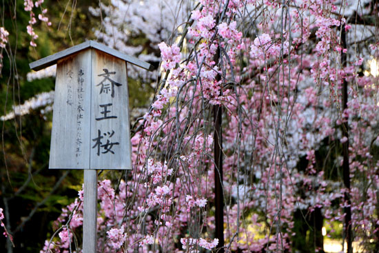 しだれ桜満開　上賀茂神社_e0048413_23244494.jpg