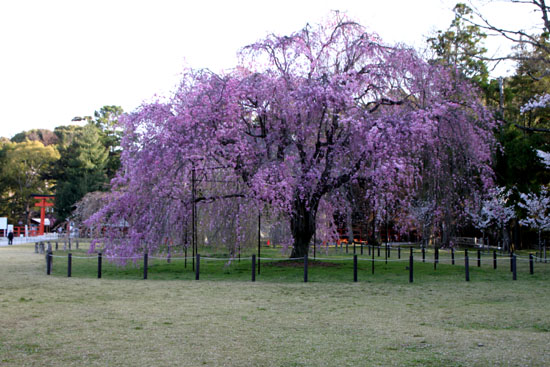 しだれ桜満開　上賀茂神社_e0048413_2325151.jpg