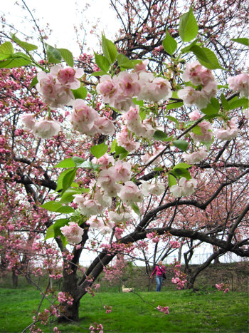ニューヨーク セントラルパークの八重桜＊_a0110515_21335925.jpg