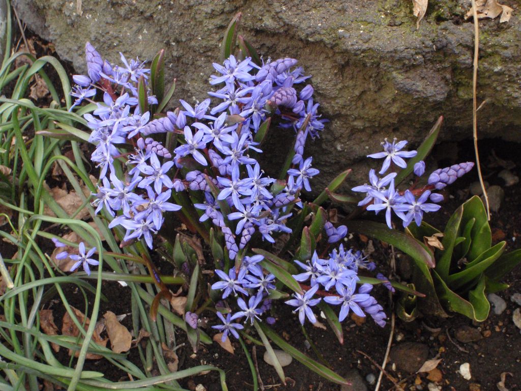 シラー・ビフォリア　Scilla bifolia_c0025115_20535628.jpg