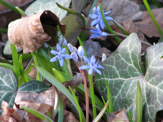 シラー・ビフォリア　Scilla bifolia_c0025115_20594814.jpg